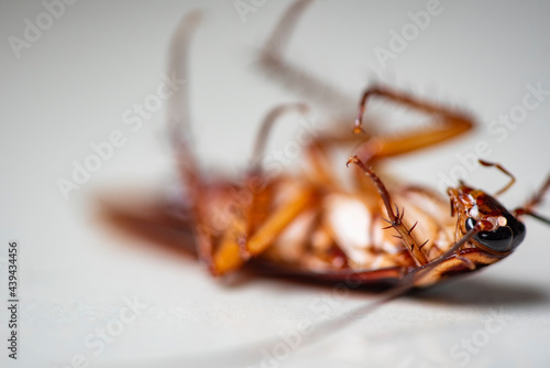 Cockroach on white background, insect cockroaches dead on floor in home get rid cockroach bug concept