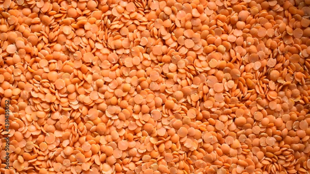 Raw split dried red Masoor lentils Raw split dried red Masoor lentils