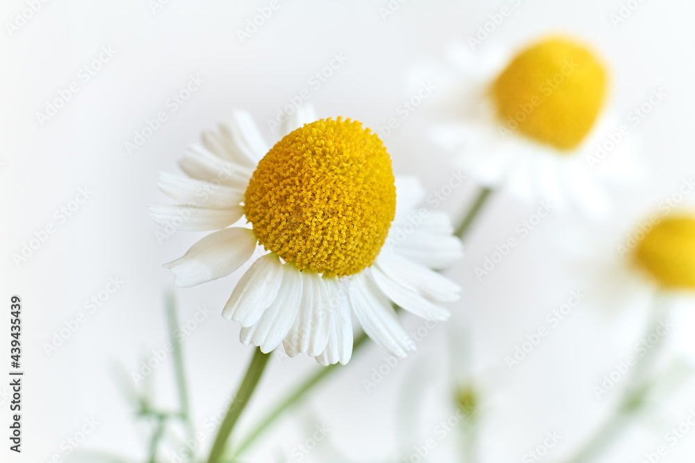 Fototapeta premium White Chamomile flower macro close up