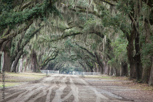 Road with a canopy of trees overhead