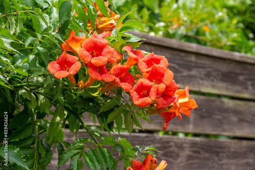 ノウゼンカズラの花