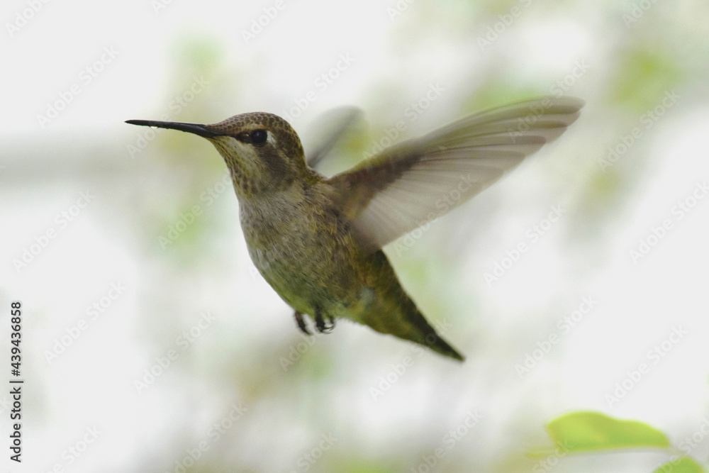 Naklejka premium Dark Hummingbird 02