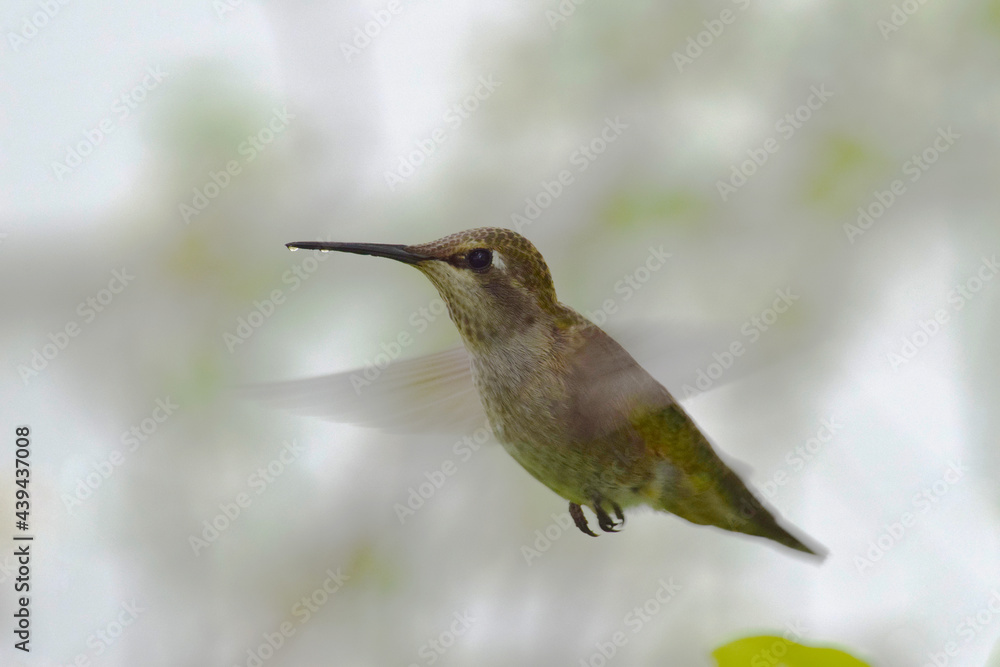 Fototapeta premium Dark Hummingbird 06