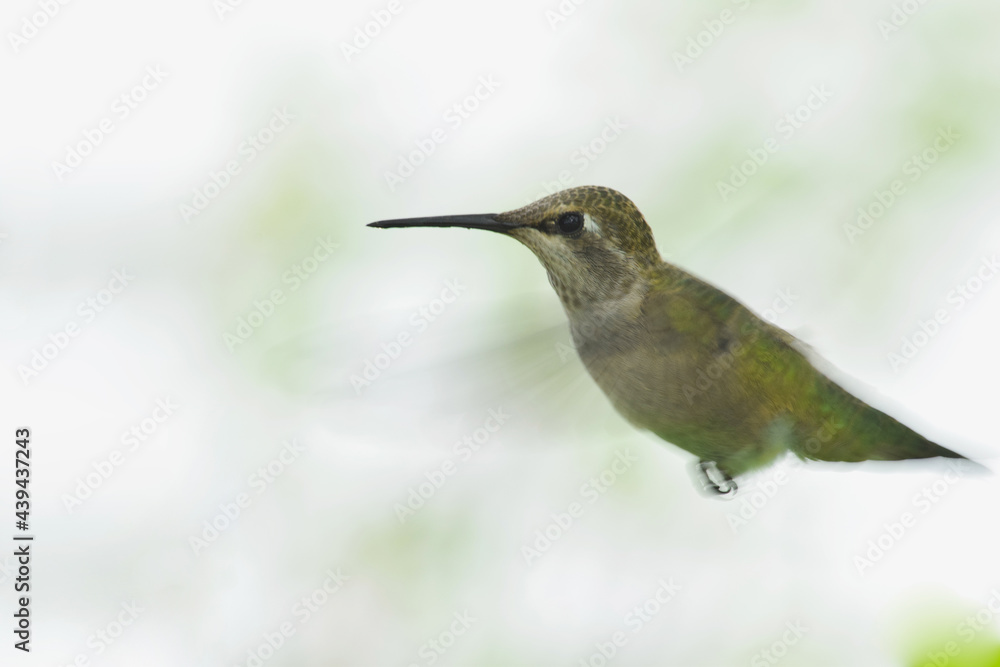 Fototapeta premium Anna's Hummingbird Profile 07