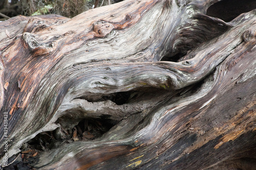 Abstraction from an old twisted tree