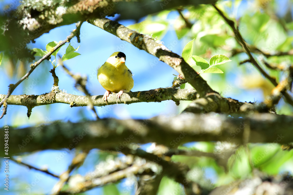 Obraz premium Goldfinch on Branch 04