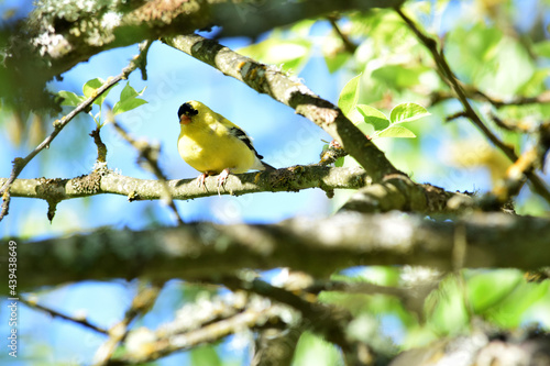 Goldfinch on Branch 05