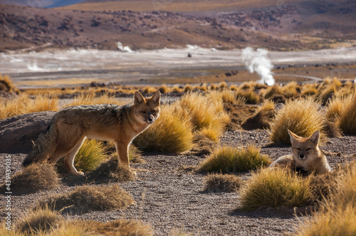 A couple of gray foxes in a desert landscape
