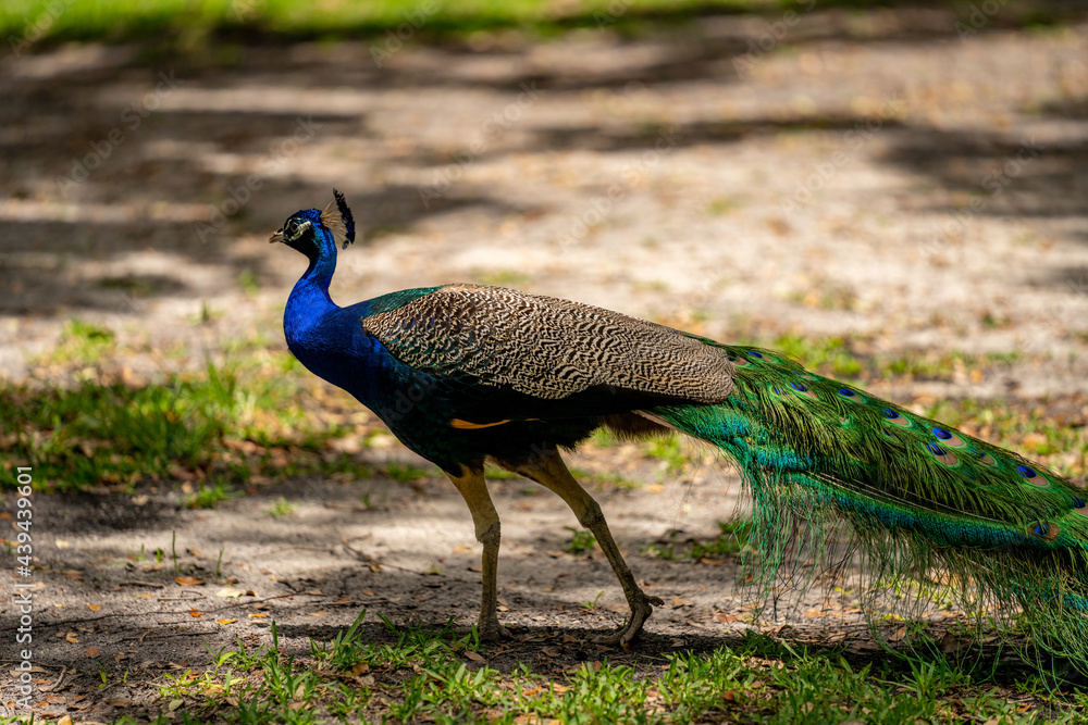 Obraz premium PHoto of a peacock bird