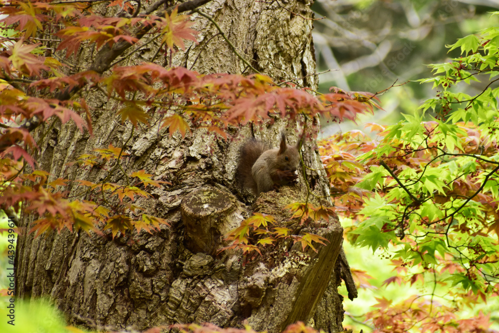 Fototapeta premium エゾリスと春もみじ