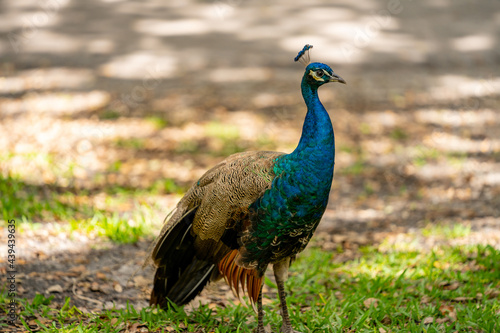 Wallpaper Mural PHoto of a peacock bird Torontodigital.ca