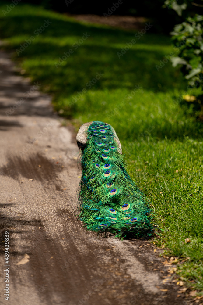 Obraz premium Rear view of a peacock walking away colorful feather tail