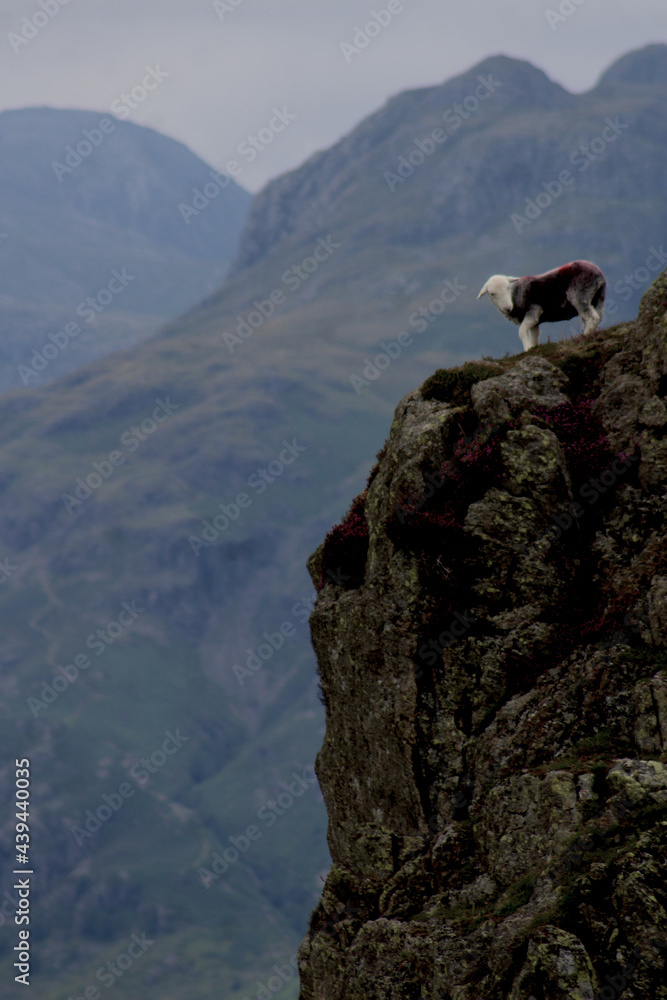 Sheep standing on the edge of a cliff