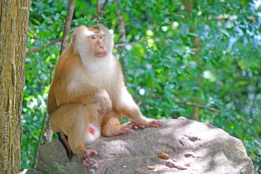 The southern pig-tailed macaque (Macaca nemestrina) in the nature of tropical forest in Phuket Thailand. Matured male macaque monkey. Selective focus, blurred background