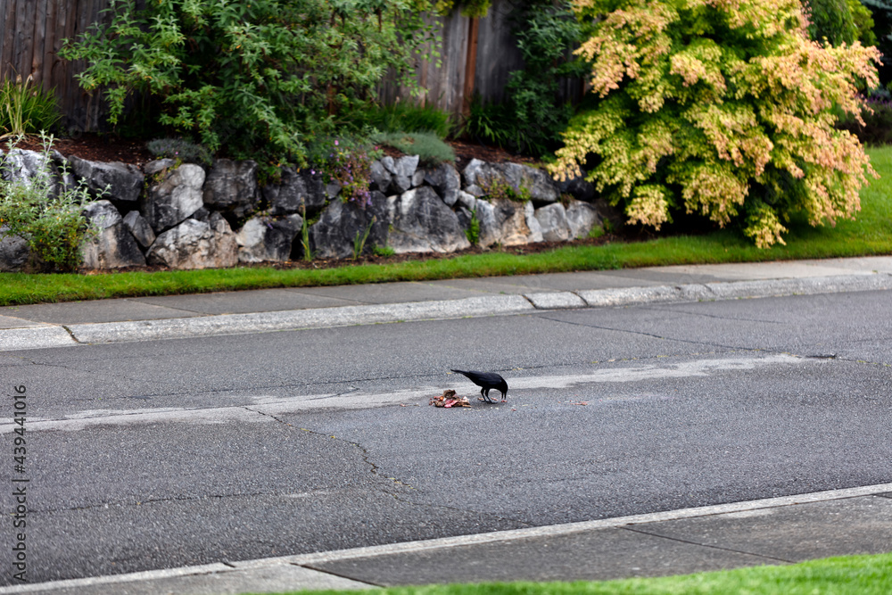 Fototapeta premium Raven bird eating rabbit carcass in middle of street