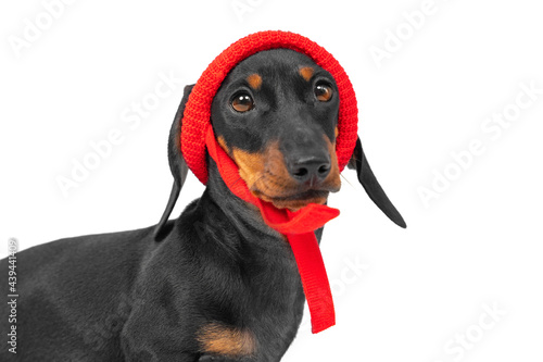 Portrait of lovely dachshund puppy wearing funny knitted hat with ties isolated on white background, front view. Warm clothing and accessories for walking with pet in bad weather.