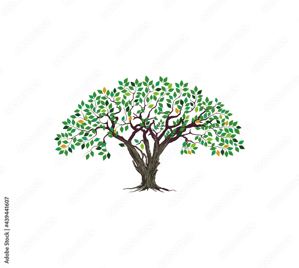 Obraz premium olive tree vector illustrations