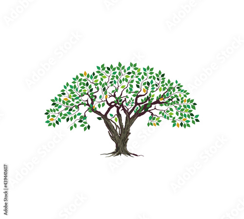 olive tree vector illustrations