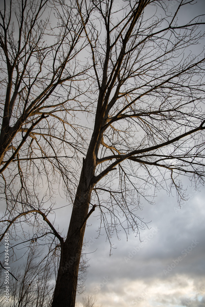 Trees in winter Trees in winter
