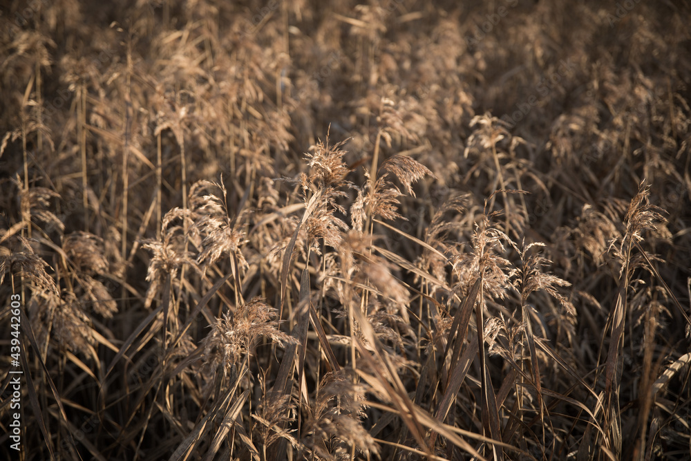 Fototapeta premium Rising sun