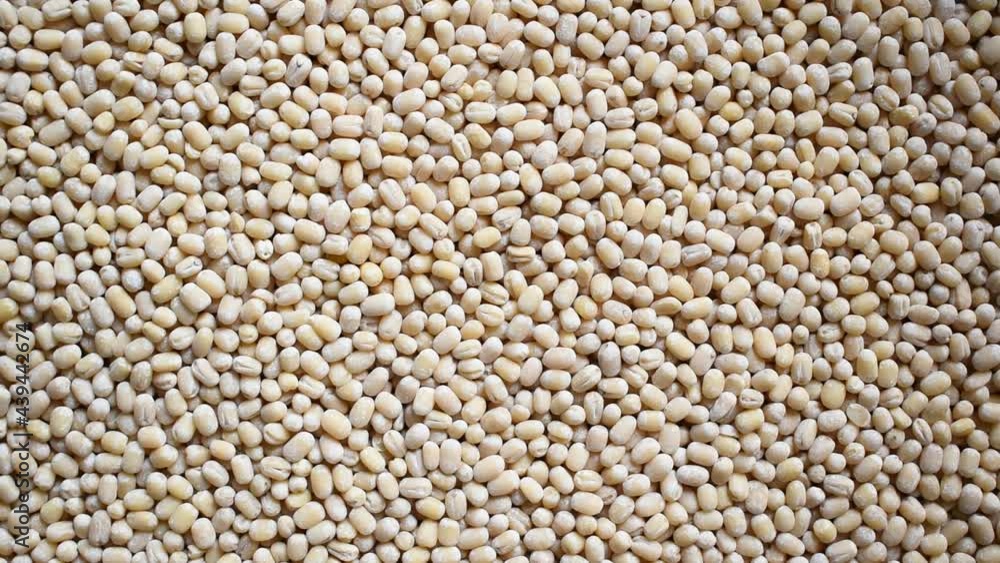 Raw whole dried white Urad lentils Raw whole dried white Urad lentils