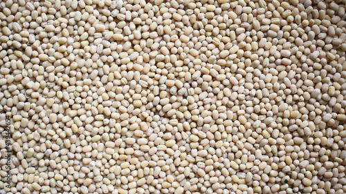 Raw whole dried white Urad lentils photo