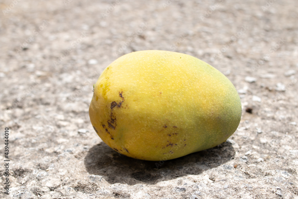 A single pawi, or pere louis mango, has dropped from a tree in a backyard in Barbados onto hot asphalt during the summer fruiting mango season. Whole stone fruit, intact, yellow and green, ripening. A single pawi, or pere louis mango, has dropped from a tree in a backyard in Barbados onto hot asphalt during the summer fruiting mango season. Whole stone fruit, intact, yellow and green, ripening.