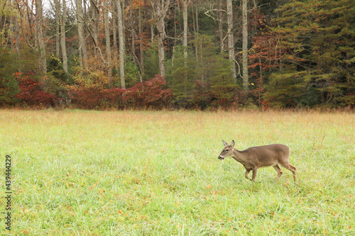 Cades Cove Great Smoky Mountains Deer Fall Colors Tennessee Wildlife