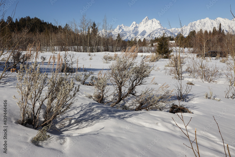 Sage Bush Jackson Hole Valley Grand Teton National Park Winter Snow Sage Bush Jackson Hole Valley Grand Teton National Park Winter Snow