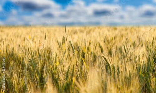 The agricultural wheat field under a blue sky. Beautiful landscape with ripe golden wheat.