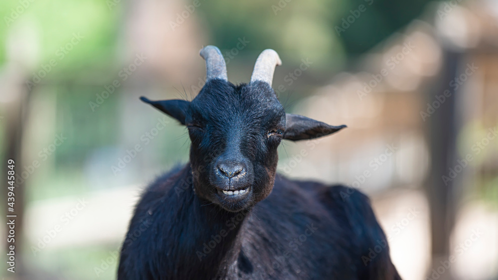 Fototapeta premium black goat close - up in nature