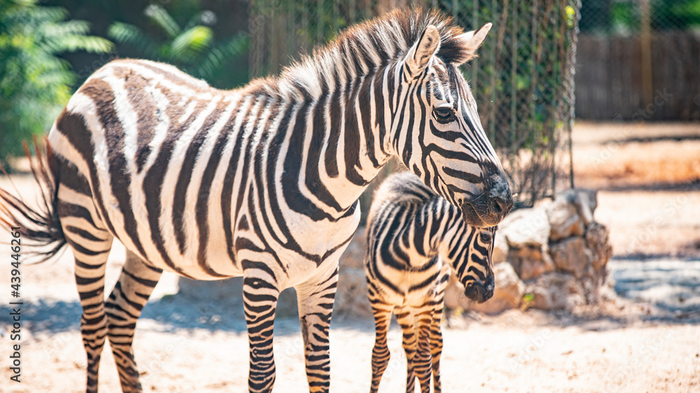 zebra mom and baby zebra close up in nature zebra mom and baby zebra close up in nature