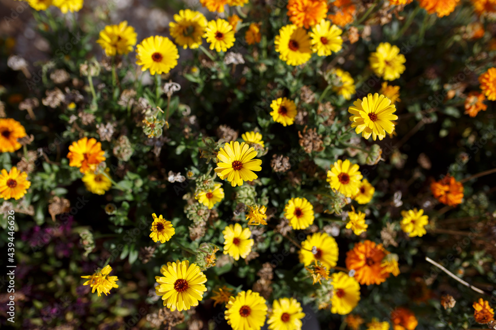 yellow and orange Calendula officinalis flowers in the garden in winter, in Adelaide, South Australia yellow and orange Calendula officinalis flowers in the garden in winter, in Adelaide, South Australia
