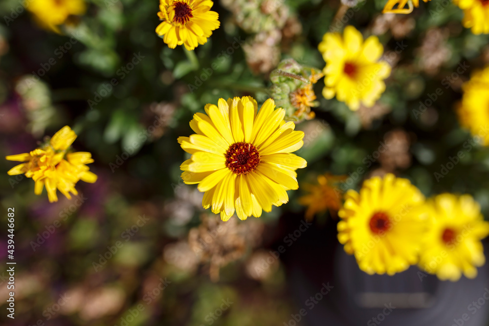 yellow and orange Calendula officinalis flowers in the garden in winter, in Adelaide, South Australia yellow and orange Calendula officinalis flowers in the garden in winter, in Adelaide, South Australia
