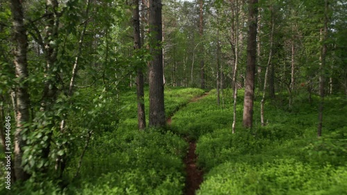 Wallpaper Mural An enjoyable walk along the narrow trail in the lush forest. Blueberry bushes cover the ground, the path is covered with fir needles and old leaves. A forward shot. Torontodigital.ca
