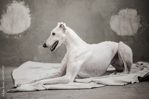 A white greyhound in a factory photo