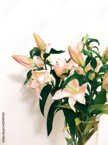 lily flower photo