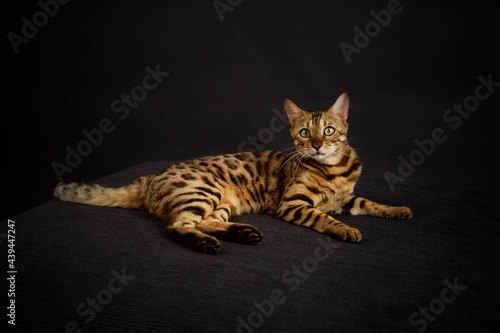 Bengal cat 
