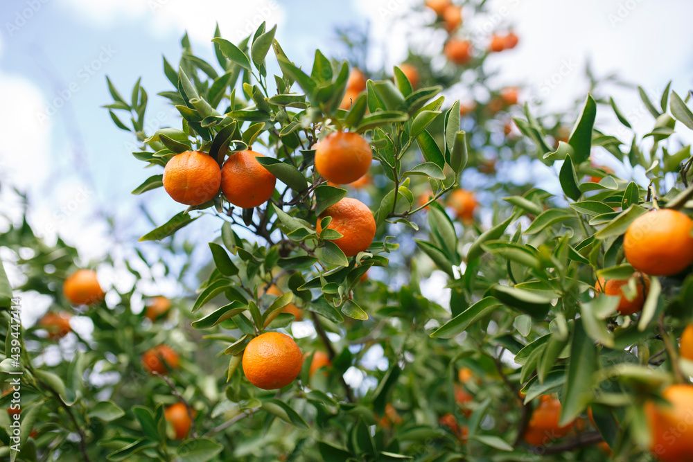 Mandarins on a mandarin tree in Adelaide, South Australia