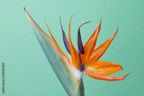 Exotic tropical flower of Strelitzia on green background photo