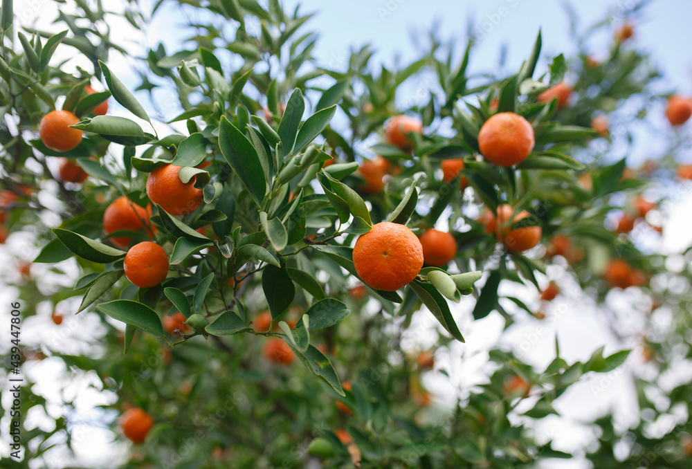 Mandarins on a mandarin tree in Adelaide, South Australia