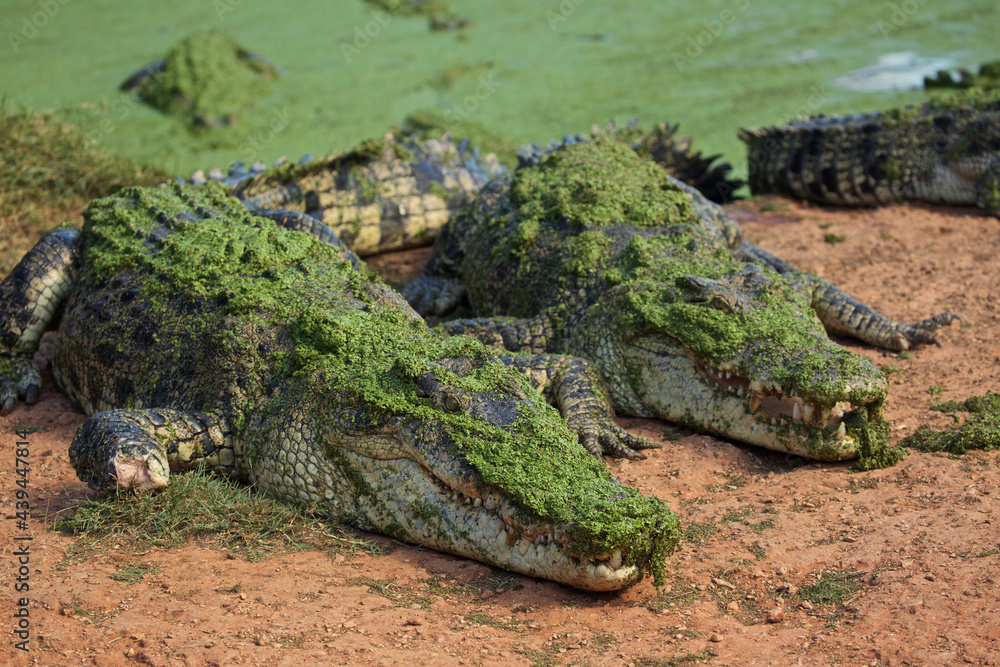 Saltwater Crocodile, Australia Saltwater Crocodile, Australia