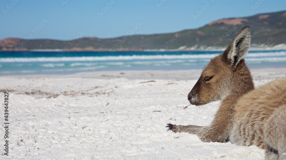 Kangaroos of Lucky bay, Western Australia Kangaroos of Lucky bay, Western Australia