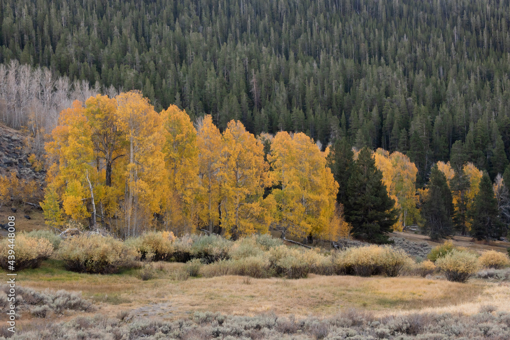 Cluster of Aspen trees in the Fall beside coniferous trees, California Eastern Sierra Nevada, USA Cluster of Aspen trees in the Fall beside coniferous trees, California Eastern Sierra Nevada, USA