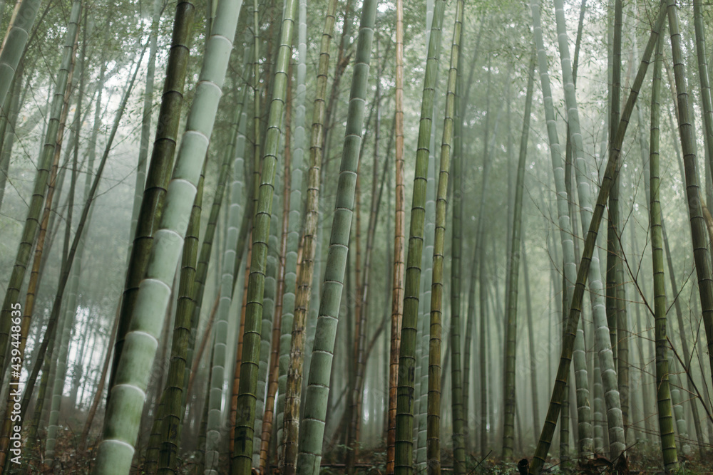 Bamboo Forest