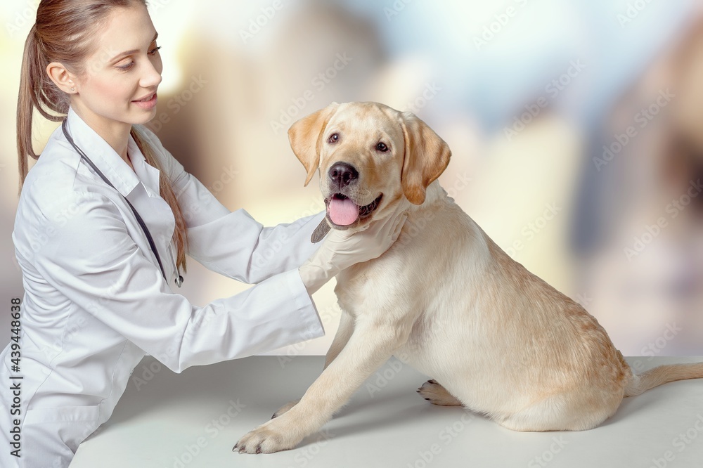 Medicine, pet care concept, dog and veterinarian doctor at the vet clinic