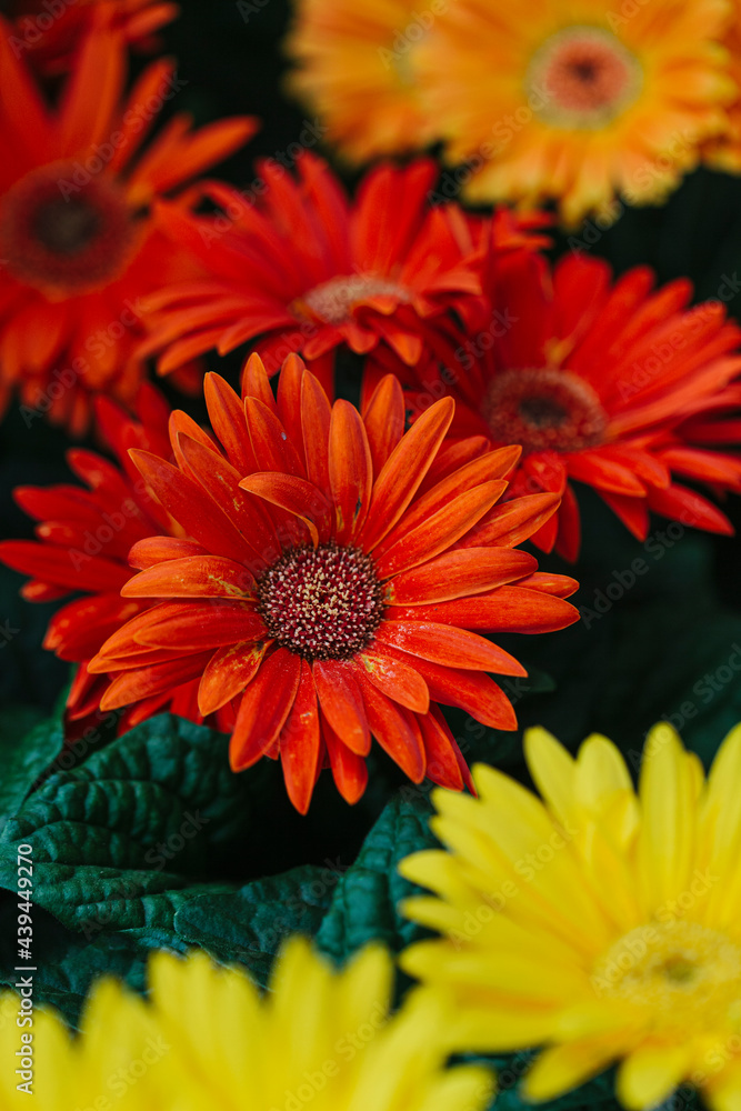 Spring flowers background Spring flowers background
