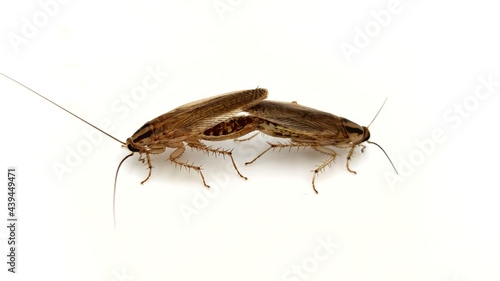 cockroach on white background © sunet