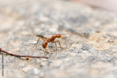 Macro closeup of red ant on white cement floor.