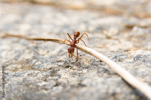 Macro closeup of red ant on white cement floor.